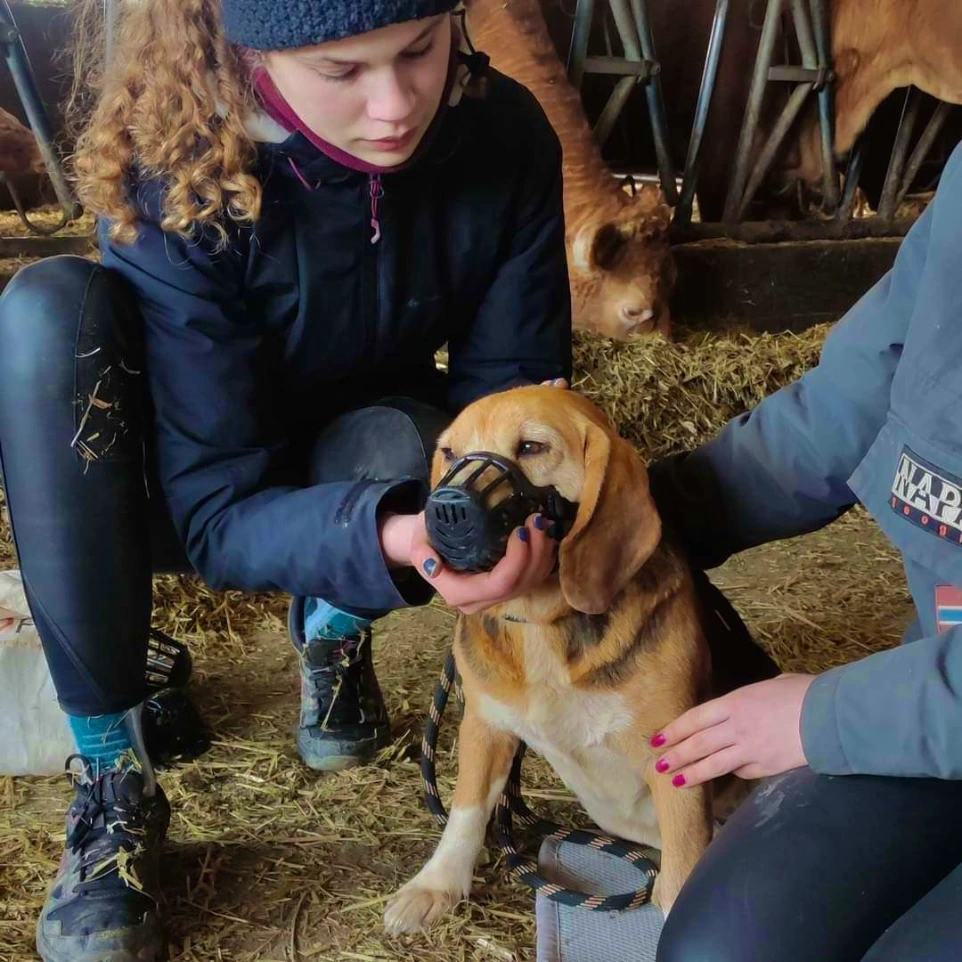 Consultation d'ostéopathie canine